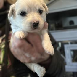 Jinx - White male Coton de Tulear puppy in Rubicon, Wisconsin from Purplehaze Acres Cotons de Tulear