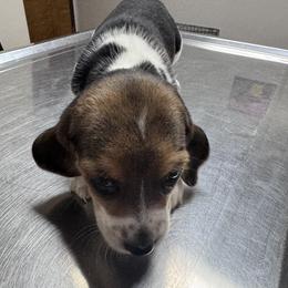 Millie - Black tan and white female Beagle puppy in Meridianville, Alabama from Spear Lake Beagles