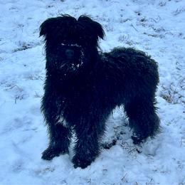 Atxa - Pyrenean Shepherd