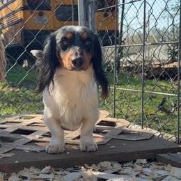 Dan - Dapple male Dachshund puppy in Lufkin, Texas from Dixie Chic Frenchies & Dachshunds