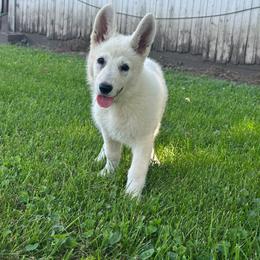 Green collar - White female Berger Blanc Suisse puppy in Chestnut, Illinois from Fireside Fernweh