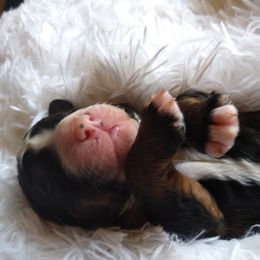 Bernedoodle Puppies from Flat Creek Bernedoodles