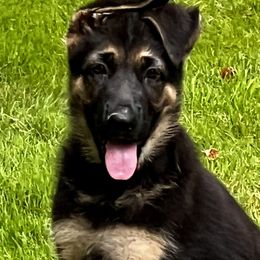 German Shepherd Puppies from Signatures GSD’s