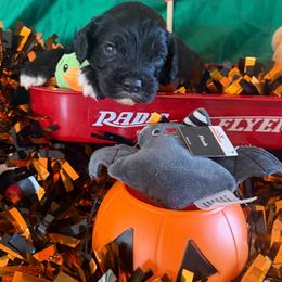 Gareth - Black male Cockapoo puppy in Holton, Indiana from MoonShine Babies / OZ