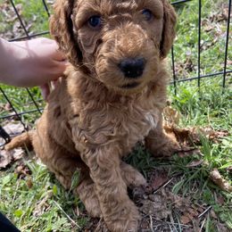 Goldendoodle Puppies from Golden Light Doodles