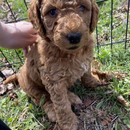Goldendoodle Puppies from Golden Light Doodles