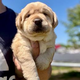 Nilla - Yellow female Labrador Retriever puppy in Baldwin City, Kansas from Hedge Lane Labradors