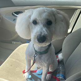 Cavapoos and Poodles from Poodles Plus