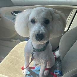 Cavapoos and Poodles from Poodles Plus