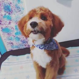 Buzz - Goldendoodle