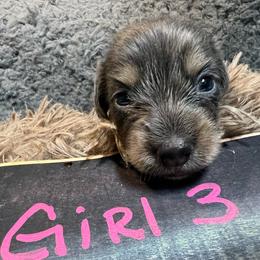 Ginger Girl 3 - Blue and tan female Dachshund puppy in Bigfork, Minnesota from Dachshunds Up North