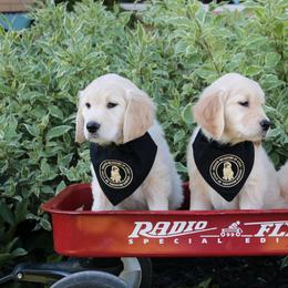 Golden Retriever Puppies from Golden Meadows of Utah