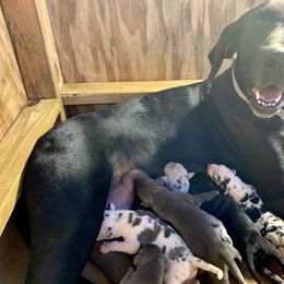 Great Dane Puppies from Tar River Great Danes