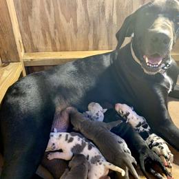 Great Dane Puppies from Tar River Great Danes
