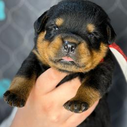 1st pick Male - Black and mahogany male Rottweiler puppy in Fredericktown, Missouri from Obsessions Rottweiler