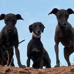 Italian Greyhounds from Black Hill Italian Greyhounds