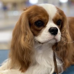Cavalier King Charles Spaniels from Lyricc Cavaliers