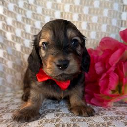 Boggle - Red male Dachshund puppy in Michigan from Hidden Haven Dachshunds