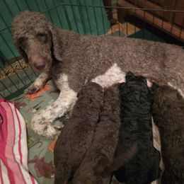 Poodle Puppies from Sue's Poodles and Doodles