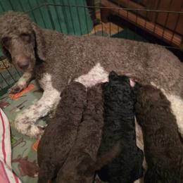 Poodle Puppies from Sue's Poodles and Doodles