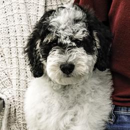 Light Pink Collar Girl - Tri-color Bernedoodle puppy in Hebron, Indiana from Duneland Doodles
