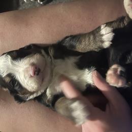 Brown - Black rust and white male Bernese Mountain Dog puppy in North Grove, Indiana from J&F Country Canines