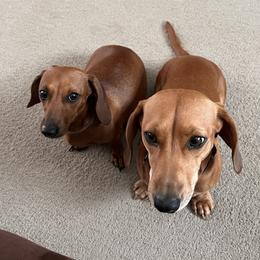Costa - Dachshund