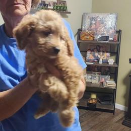 Green collar, Georgie - Apricot female Goldendoodle puppy in Fairmount, Indiana from Capens' Doodles,Poodles and Poo's