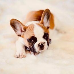 French Bulldog Puppies from Dior Dogs