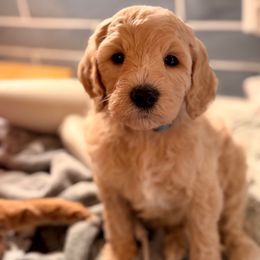 Fusilli - Apricot male Goldendoodle puppy in Silverdale, Washington from King Family Doodles