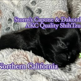 Shihpoo and Shih Tzu Puppies from STORM'S CAPONE  & DAKOTAKIA AKC QUALITY SHIH TZU'S