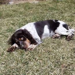 English Springer Spaniel Puppies from Rocky Mountain Springer Spaniels