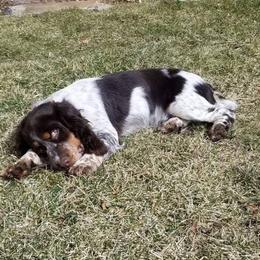 English Springer Spaniel Puppies from Rocky Mountain Springer Spaniels