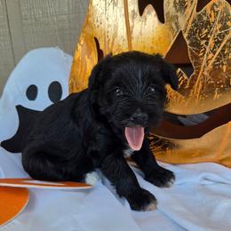 Janet - Black female Miniature Schnauzer puppy in Hickory, North Carolina from Selene's Schnauzers