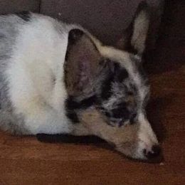 Mogwai - American Corgi
