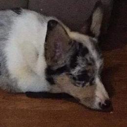Mogwai - American Corgi