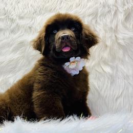 Newfoundland Puppies from Dyer Lake Newfoundland’s