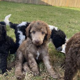 Poodle Puppies from Mars  Glitz Poodles