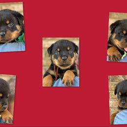 Boy 5 - Rottweiler puppy from vom Blaurasen Rottweilers