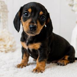 Minny - Black and tan female Dachshund puppy in Desloge, Missouri from Snows Doxies