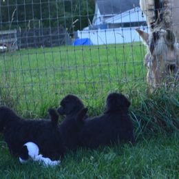 Poodle Puppies from D and D Standard Poodles