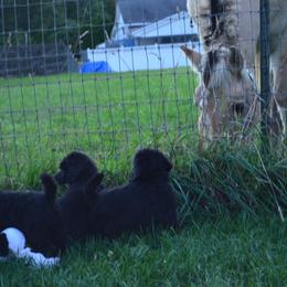 Poodle Puppies from D and D Standard Poodles
