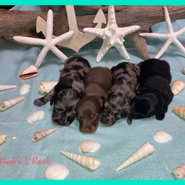 Dachshund and Pug Puppies from Wiggle'n V Ranch