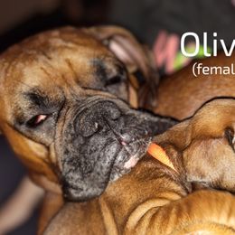 Boxer Puppies from Barney Boxers