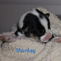 Sharkey - Black and tan male Pembroke Welsh Corgi puppy in Purcellville, Virginia from Rhone River Farm Pembroke Welsh Corgis