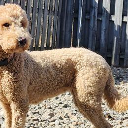 Sara - Goldendoodle