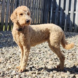 Sara - Goldendoodle
