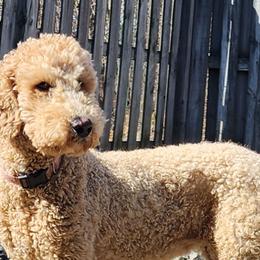 Sara - Goldendoodle