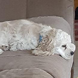 Becca - Cocker Spaniel