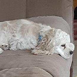 Becca - Cocker Spaniel